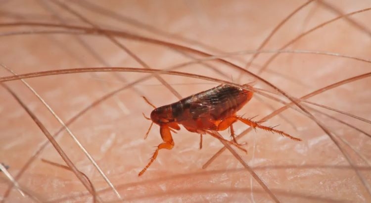 Bọ chét - Loài côn trùng nhỏ, không có cánh