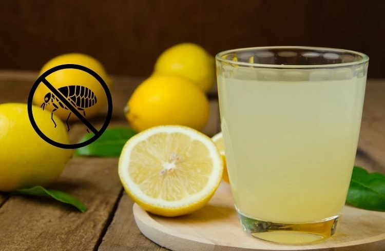 Diệt bọ chét bằng nước cốt chanh
