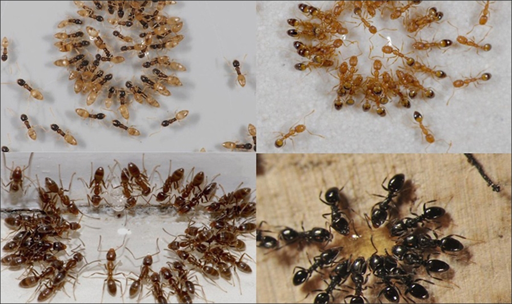 thuốc diệt kiến sinh học