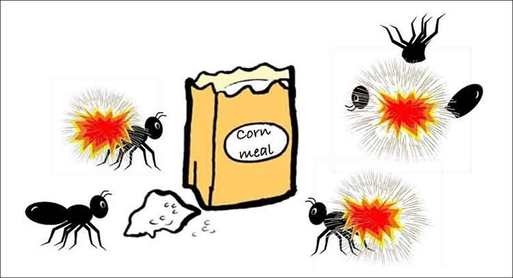 cách sử dụng thuốc diệt kiến an toàn