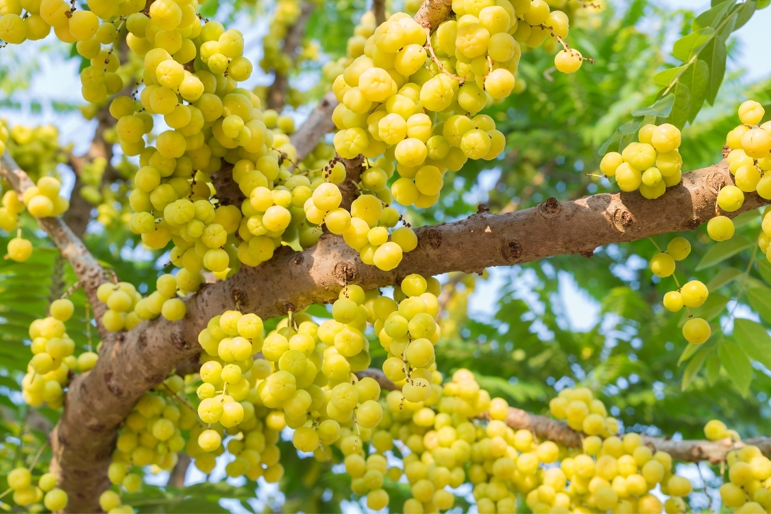 Chùm ruột có những tác dụng gì?