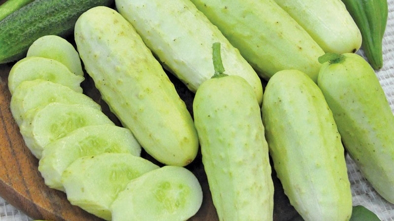 các loại dưa 12