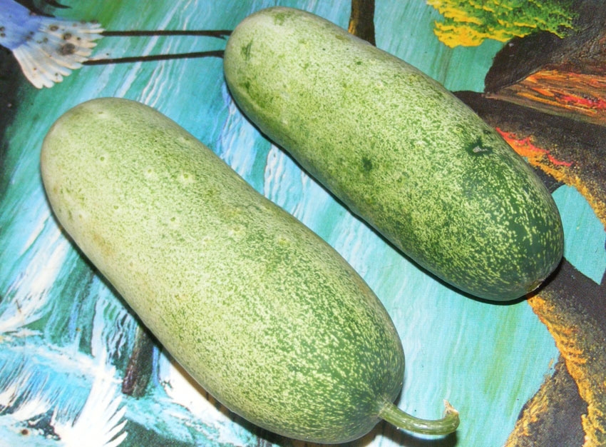 các loại dưa 14