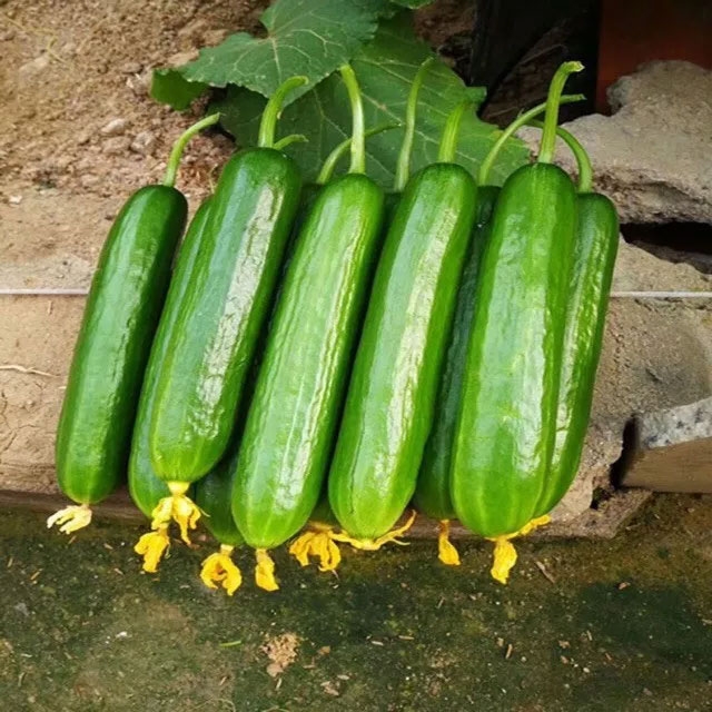 các loại dưa 15