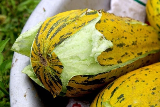 các loại dưa 17