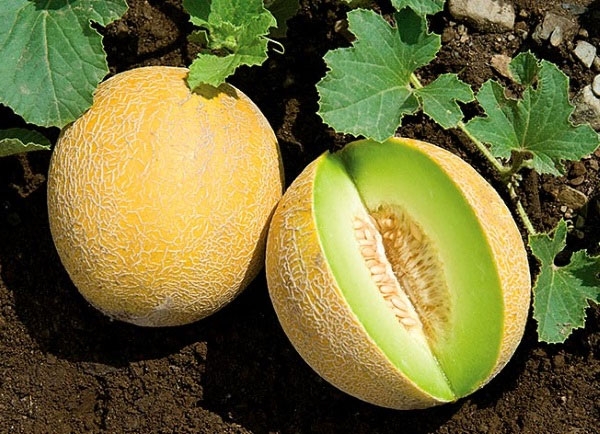 các loại dưa 9