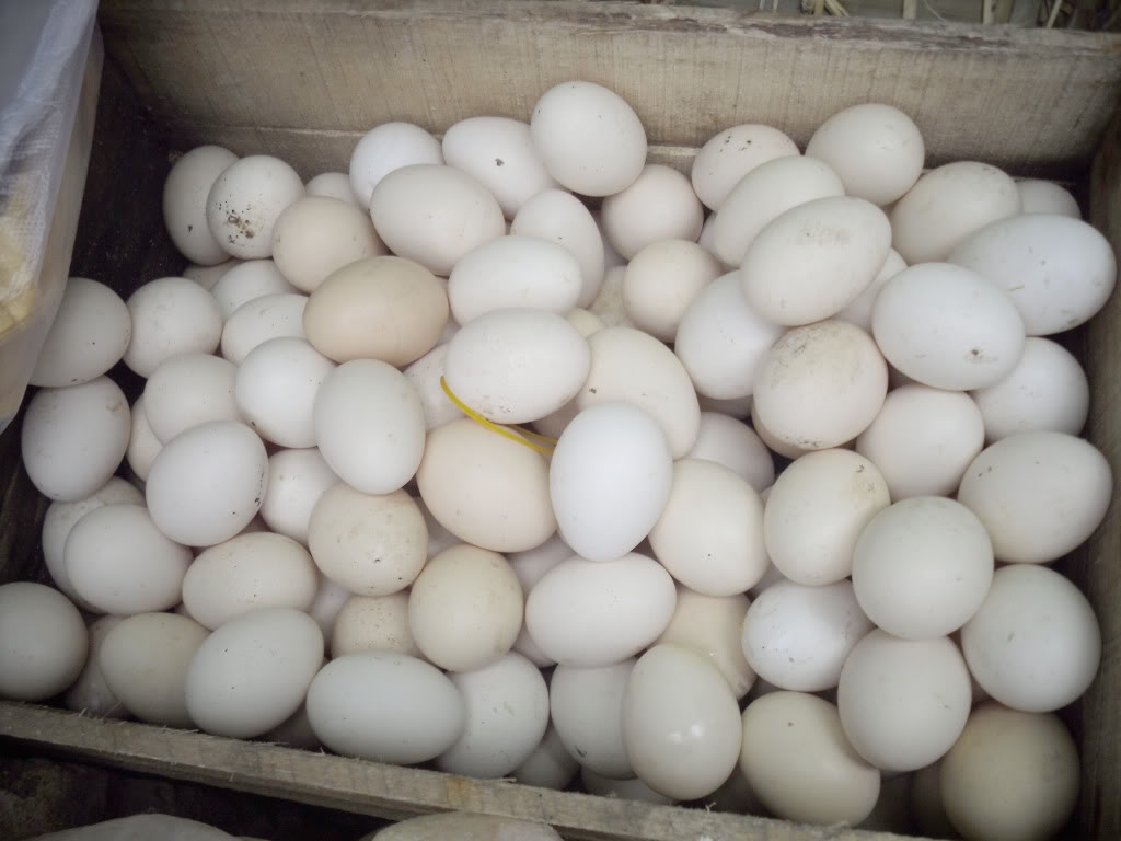 Lựa chọn trứng vịt sạch để ấp