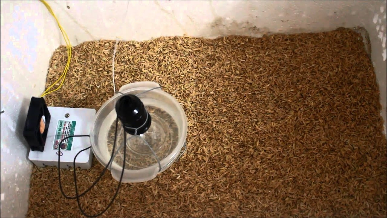 Lót một lớp trấu dày ở bên dưới