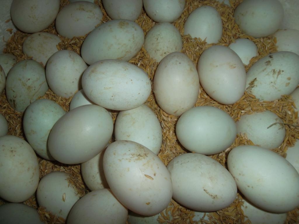 Lót trấu nóng để ấp trứng vịt nở thành vịt con