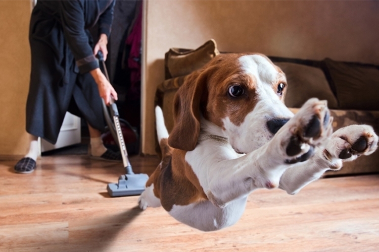 Cách khử mùi hôi của chó trong nhà