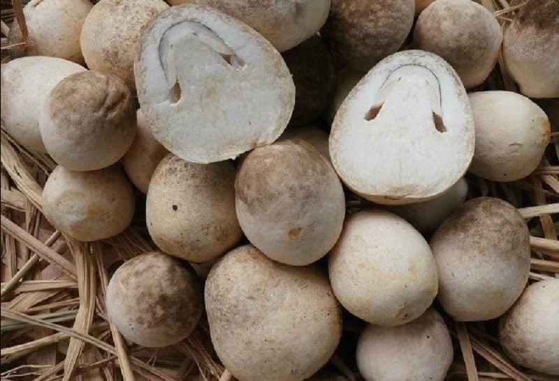 Cách trồng nấm rơm tại nhà (ảnh 1)