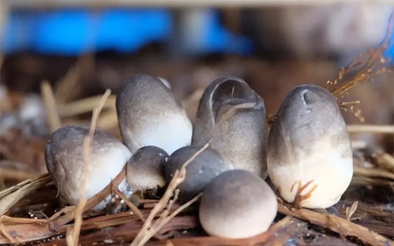 Cách trồng nấm rơm tại nhà (ảnh 6)