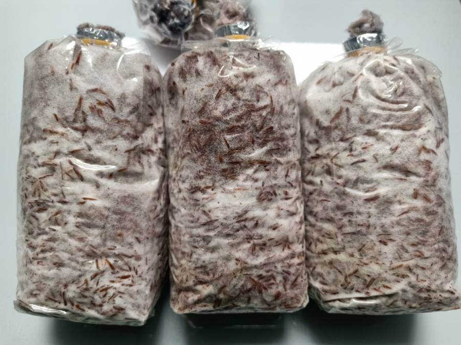 Cách trồng nấm rơm tại nhà (ảnh 2)