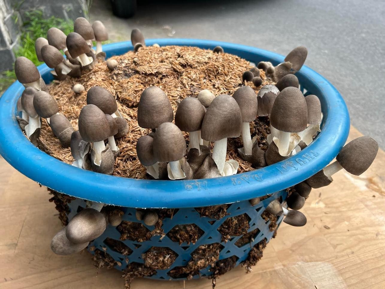 Cách trồng nấm rơm tại nhà (ảnh 3)