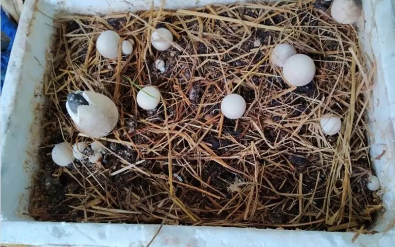 Cách trồng nấm rơm tại nhà (ảnh 4)