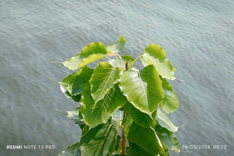 Xiaomi Redmi Note 13 Pro 5