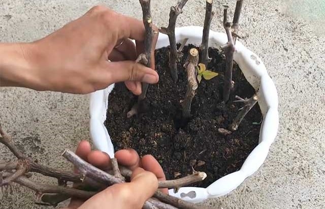 Hoa giấy ngũ sắc hình 4