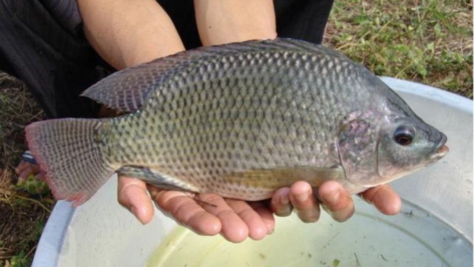 Các cách làm mồi câu cá rô phi hiệu quả