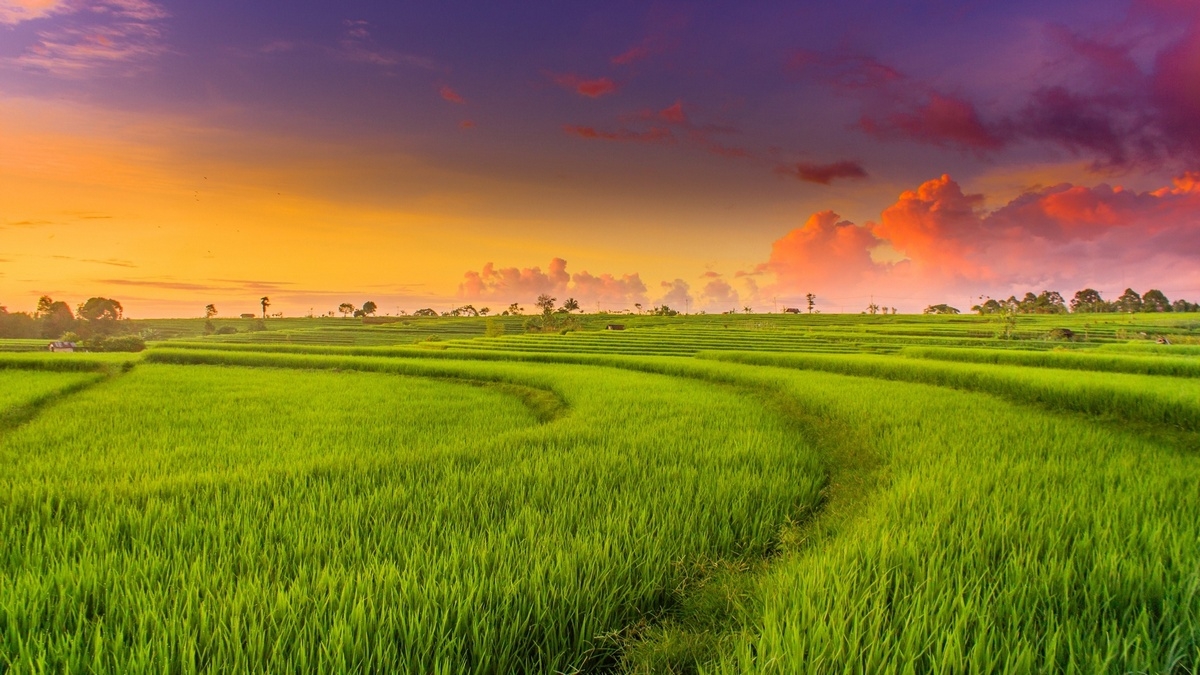 1 sào bắc bộ - hình 2