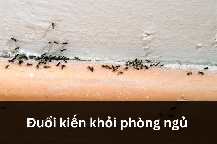 đuổi kiến trong phòng ngủ
