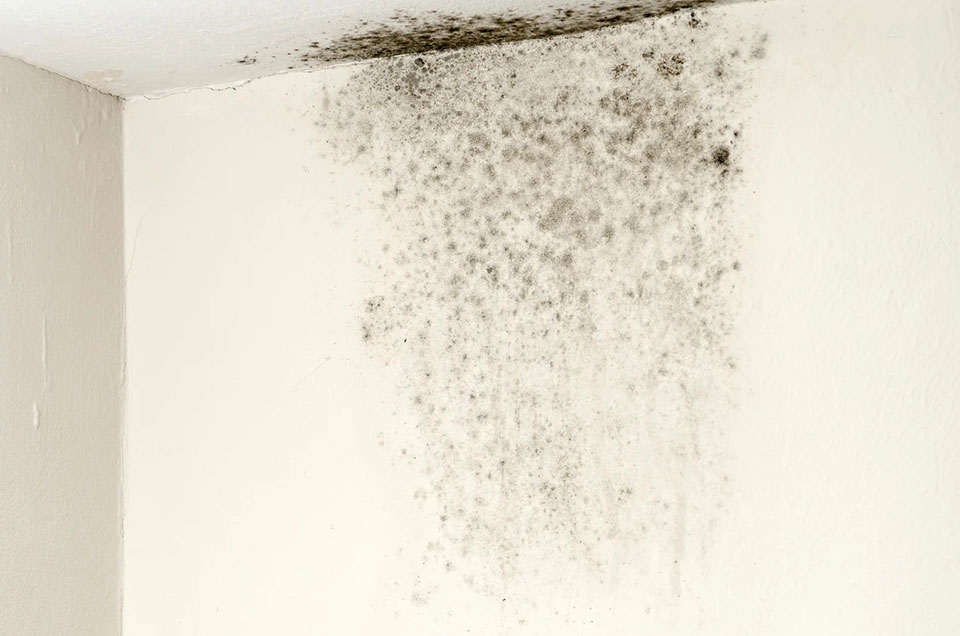 Nấm mốc - Ảnh 01