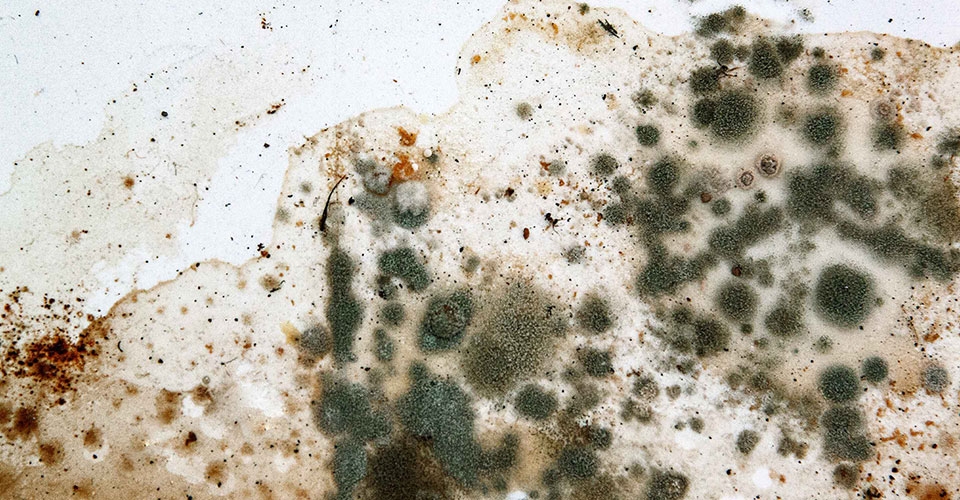 Nấm mốc - Ảnh 02