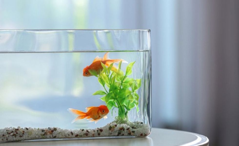 Nuôi cá trong phòng máy lạnh được không