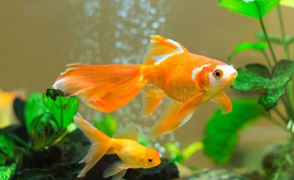 cá vàng