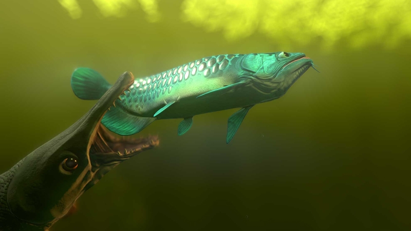 Fish Feed and Grow - hình 3