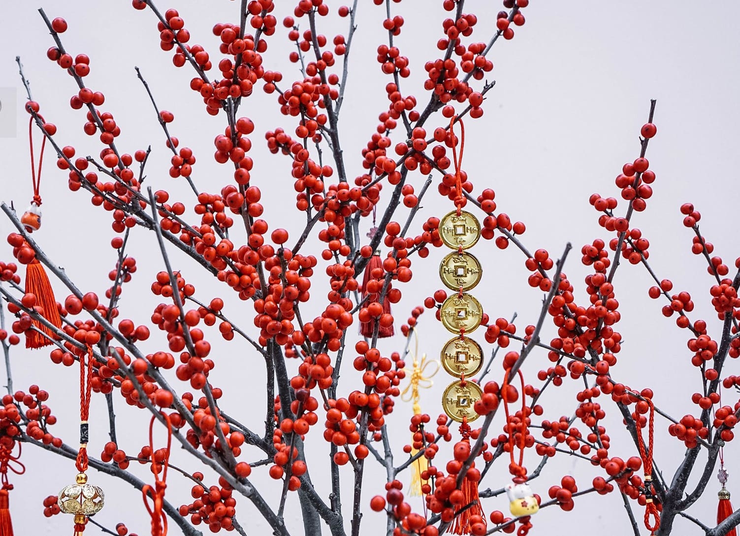 cách cắm cành đông đẹp - Ảnh 1