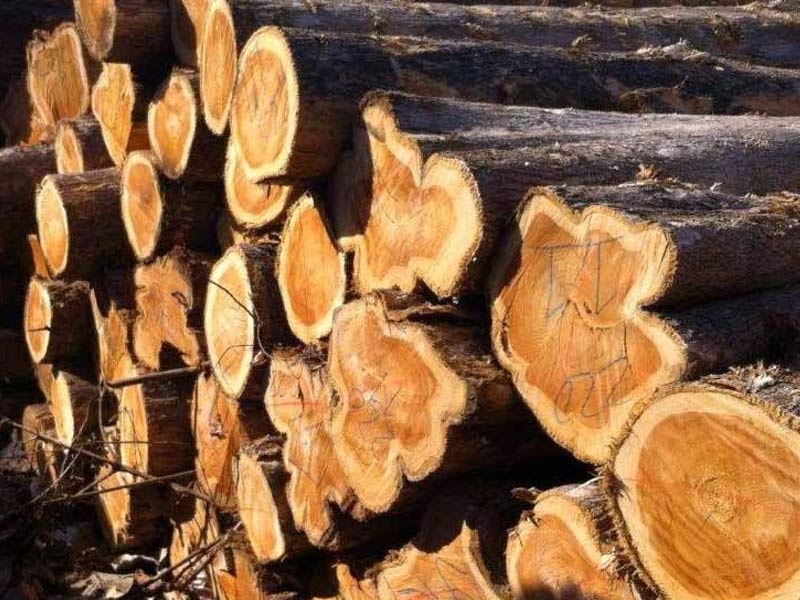 gỗ Teak là gỗ gì 1