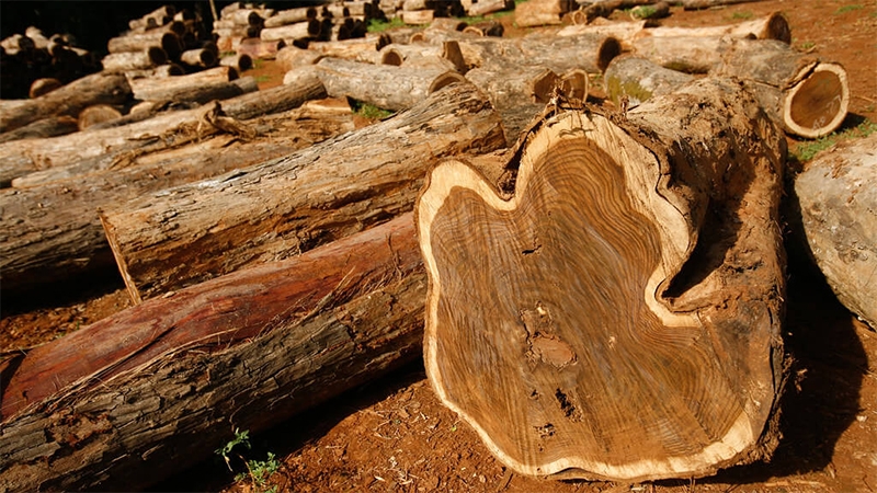 gỗ Teak là gỗ gì 3