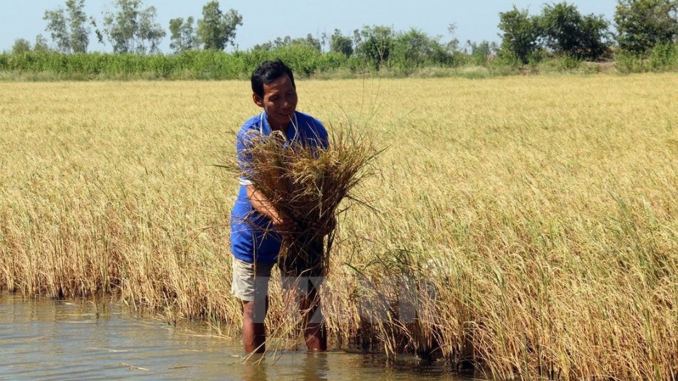 Có dùng nước nhiễm mặn được không?