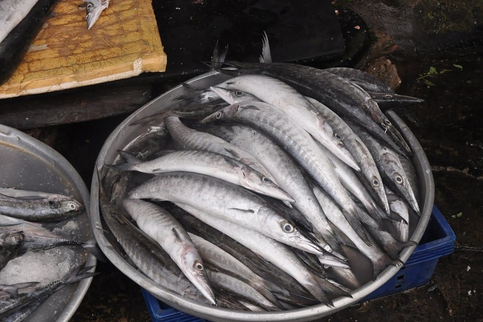 Cá nhồng 2