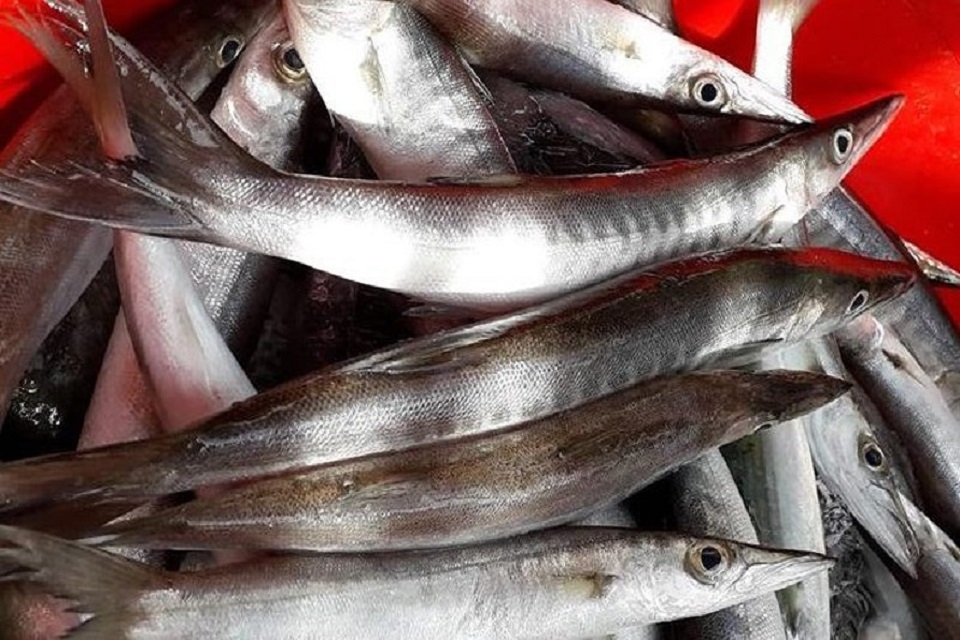 Cá nhồng 4