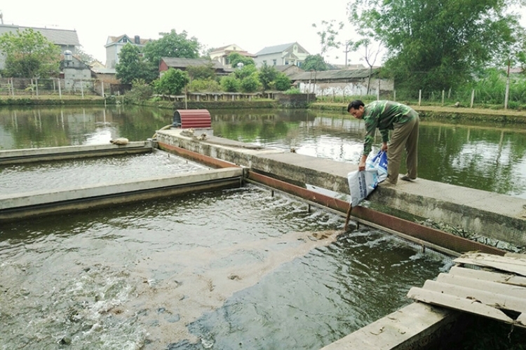 Lựa chọn vị trí và gia cố bờ ao nuôi cá trắm đen