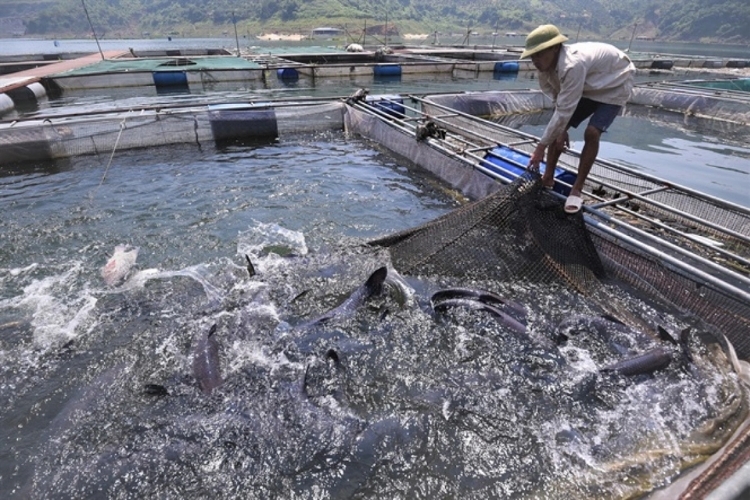 Chuẩn bị nước ao nuôi cá trắm đen