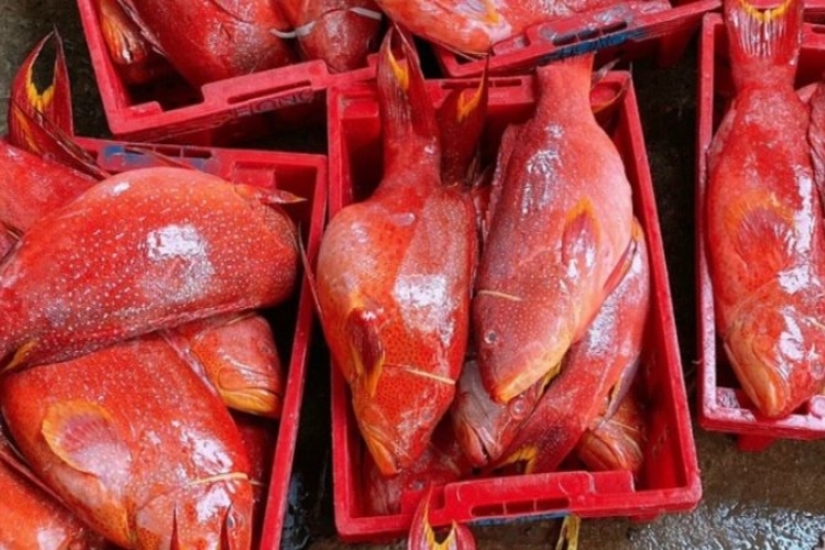 Giá thành của cá mú đỏ