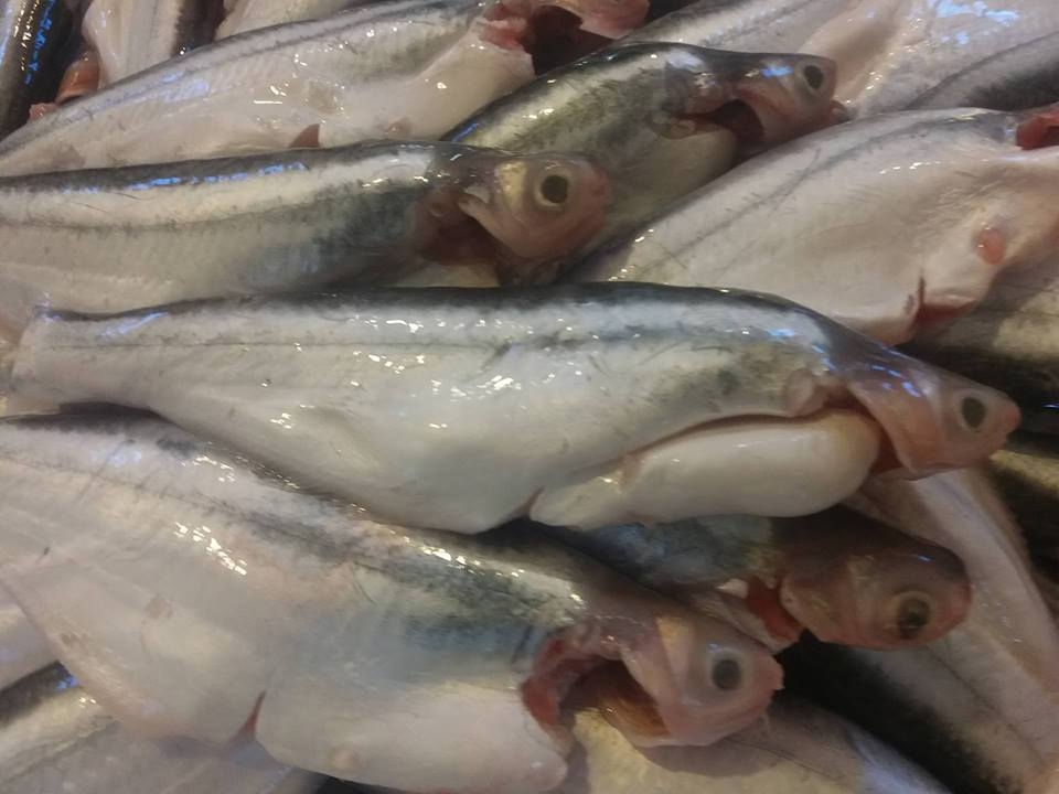 Cá xác sọc là gì? Các món ăn ngon hấp dẫn từ cá xác sọc