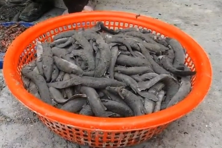 Sử dụng tro bếp làm sạch cá trạch