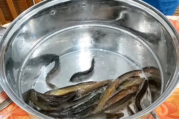Sử dụng nước nóng làm sạch cá trạch