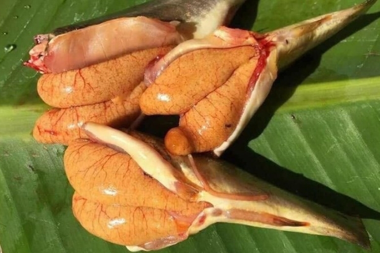 Cá chốt trứng