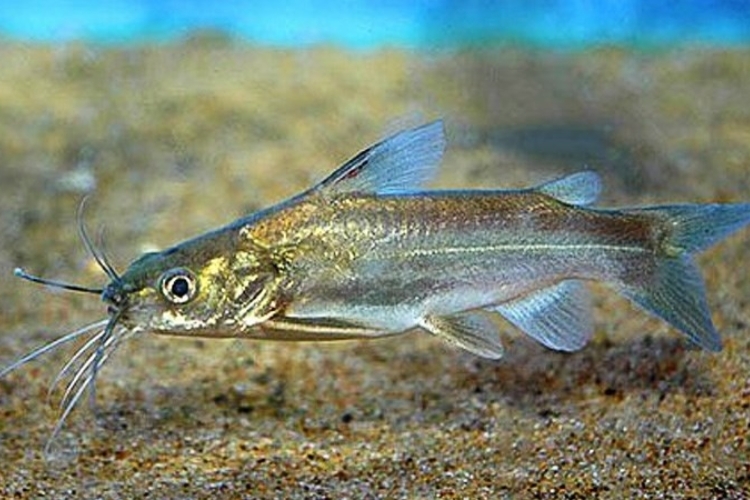 Cá chốt trắng