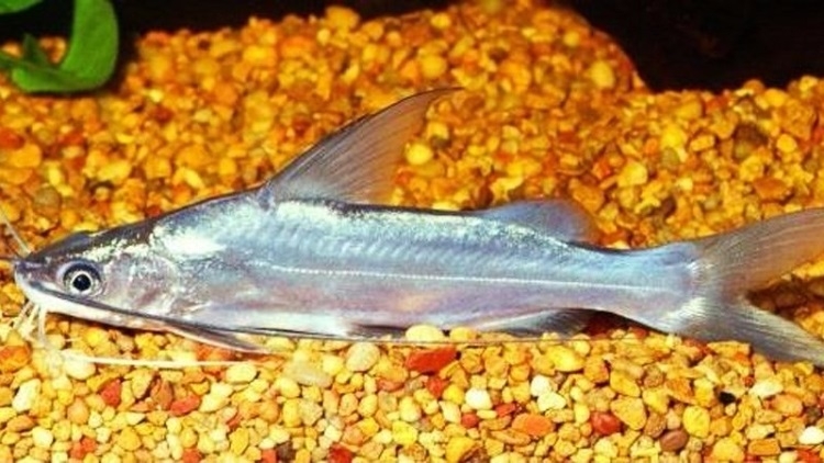 Cá chốt giấy