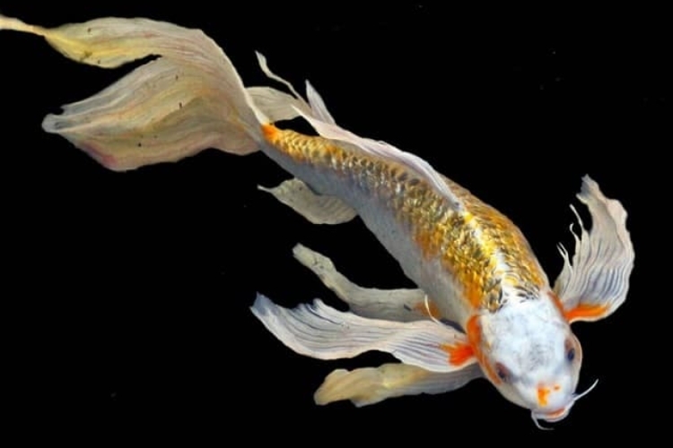 Nguồn gốc cá chép Rồng