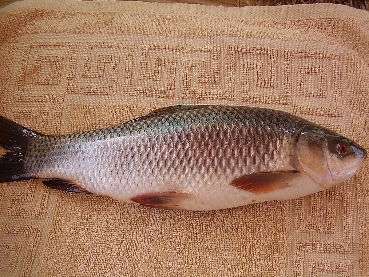 Cá trôi