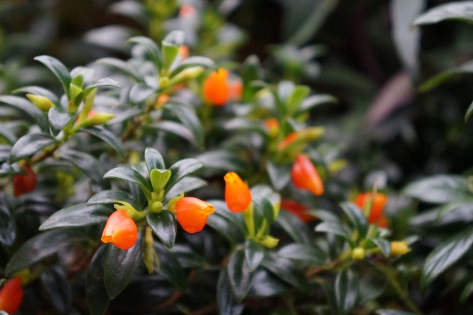 Cây cá vàng hay thường được gọi là cây may mắn.