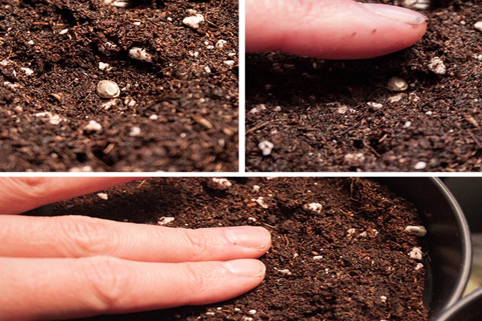 Gieo hạt cây cá vàng.