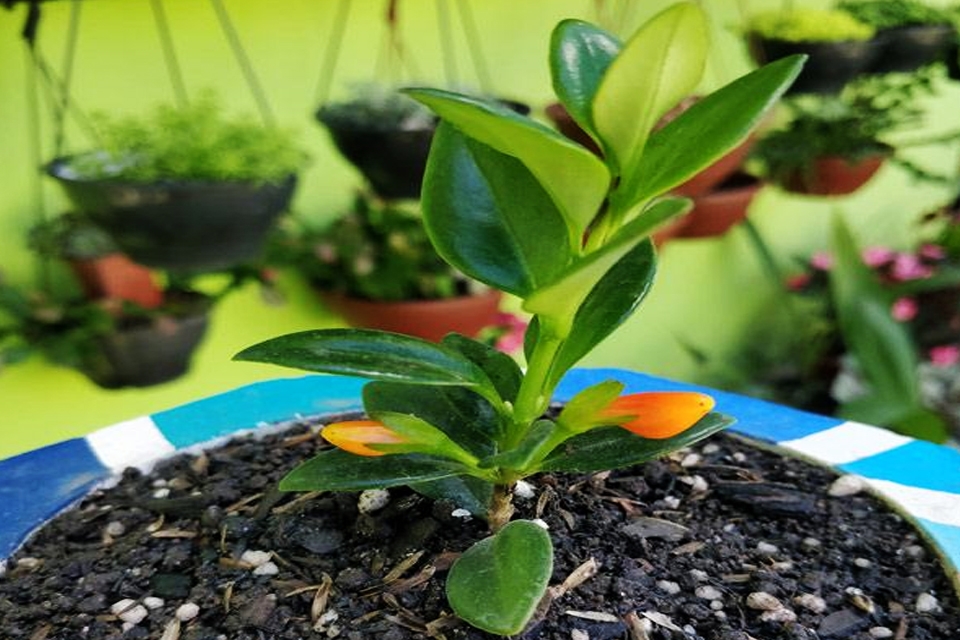 Trồng cây cá vàng ra chậu.