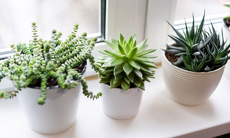 Cách chăm sóc sen đá hình 1